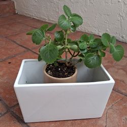 HEALTHY OREGANO PLANT 🪴 