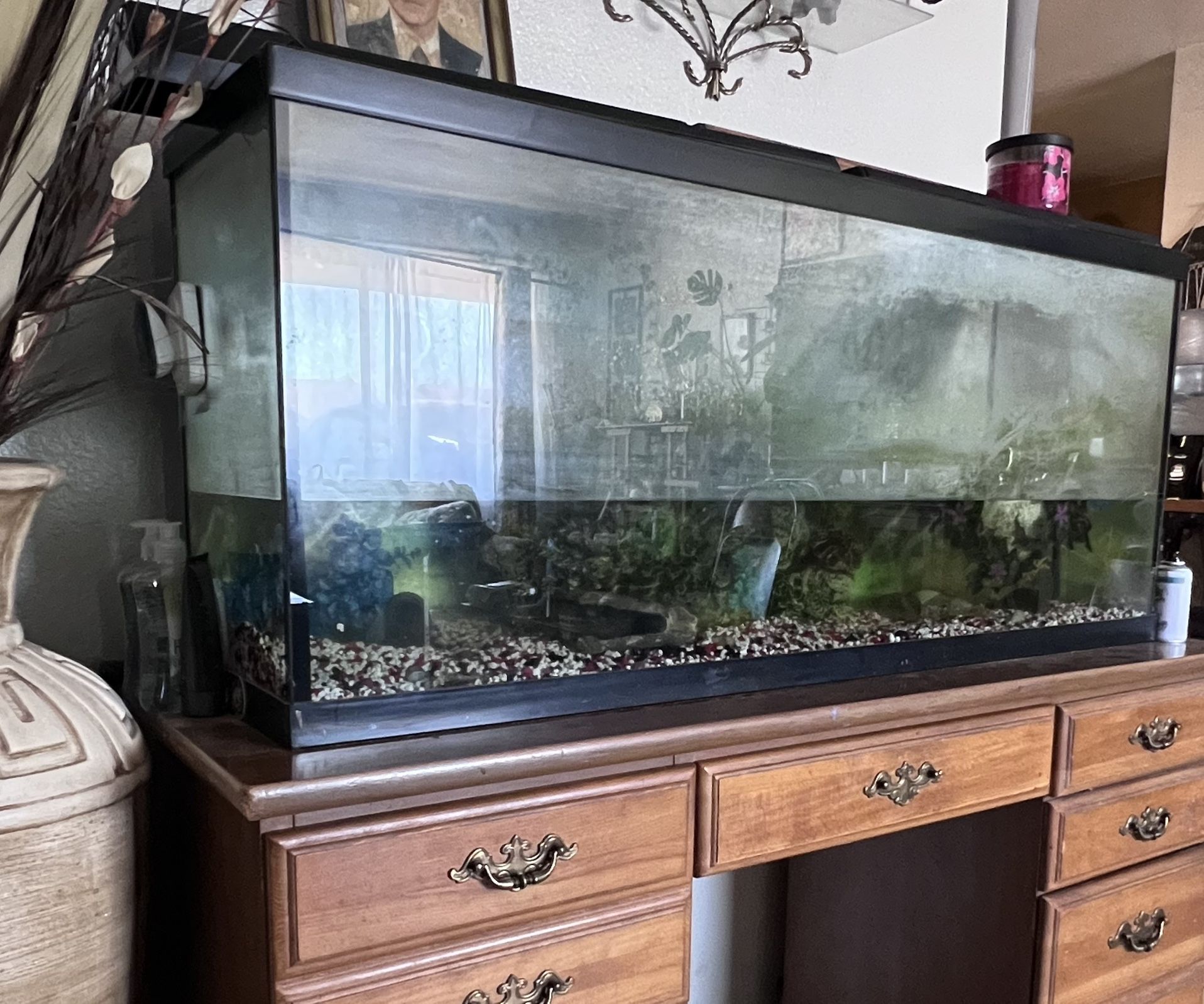Fish Tank Aquarium