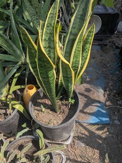 Sansevieria   Lengua De Suegra