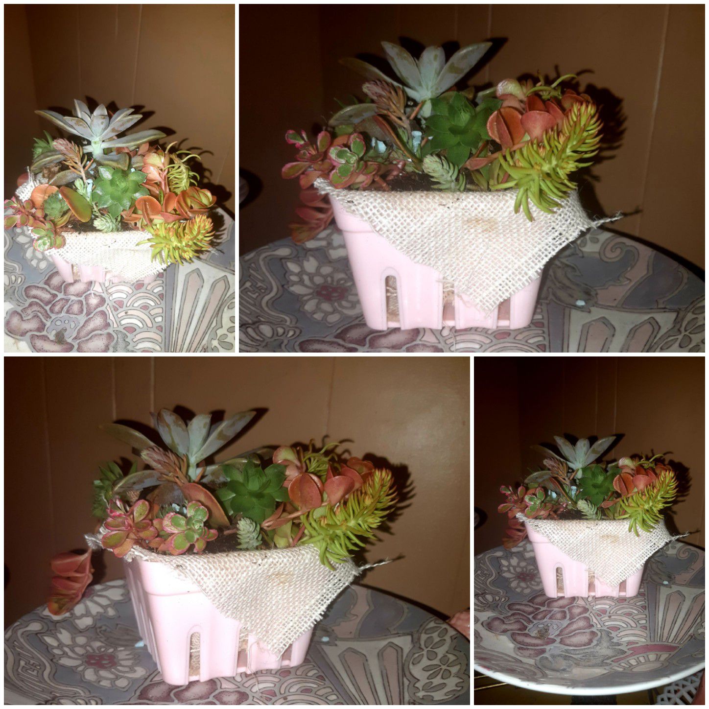 succulents pink berry container