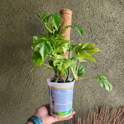 Monstera Minima Plant In Plastic Pot