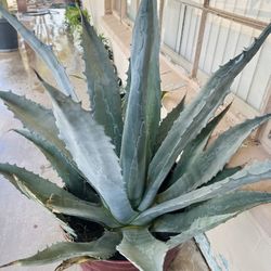 BIG BLUE AGAVE PLANT READY FOR TRASPLANTER PLANTA DE MAGUEY AZUL GRANDE HERMOSA PLANTA 