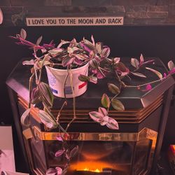 Established Tradescantia Nanouk