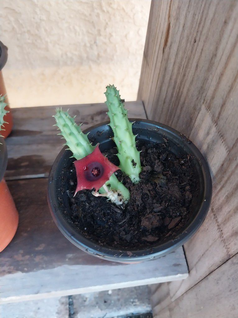 Red Dragon Succulent Potted Plant