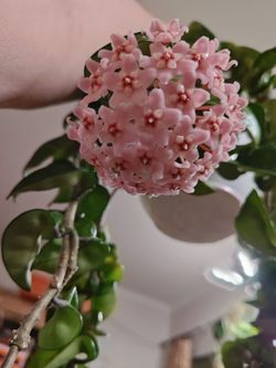 Mature, Multi-Vine Hoya carnosa 'Compacta' (Hindu Rope) - Blooming