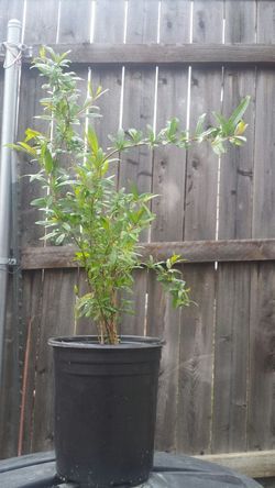 Pomegranate tree plant approx 2 feet and 2 yrs old