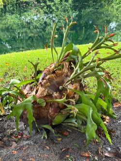 Staghorn Fern