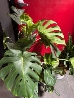 Plant Bundle Monstera, Snake Plant, Calathea Orbitfolia