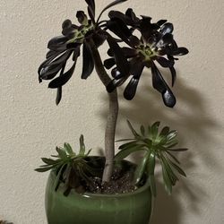 Plant 🪴 💐 large