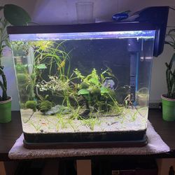 19Gallon Tank (curved Edge) 