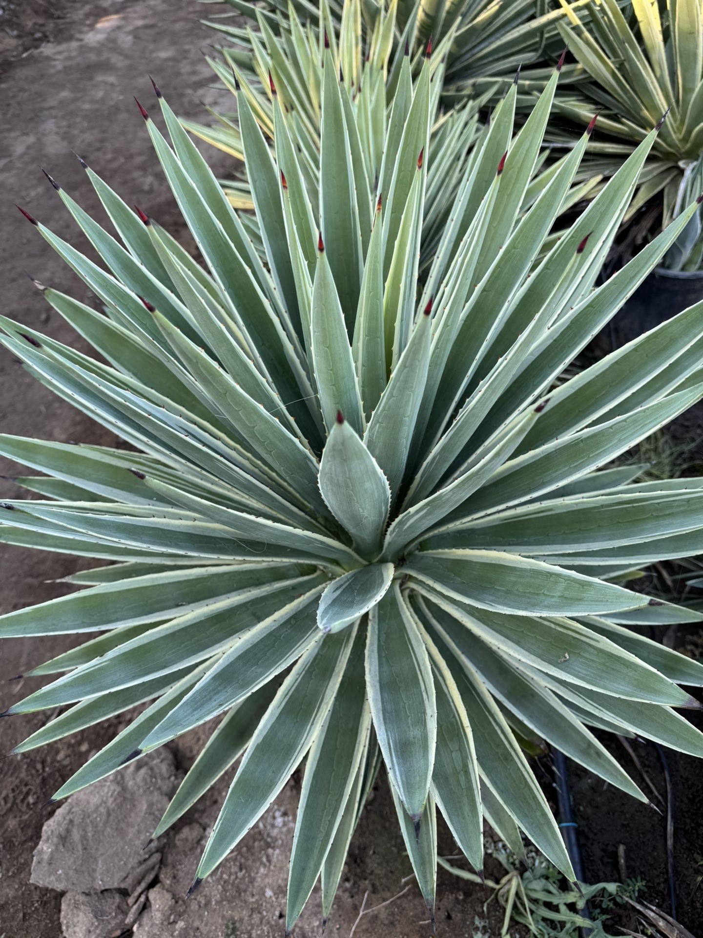 FREE AGAVE PLANTS