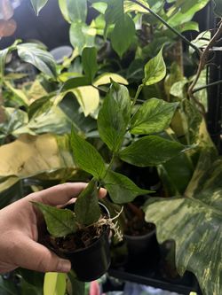 Hoya polyneura broget