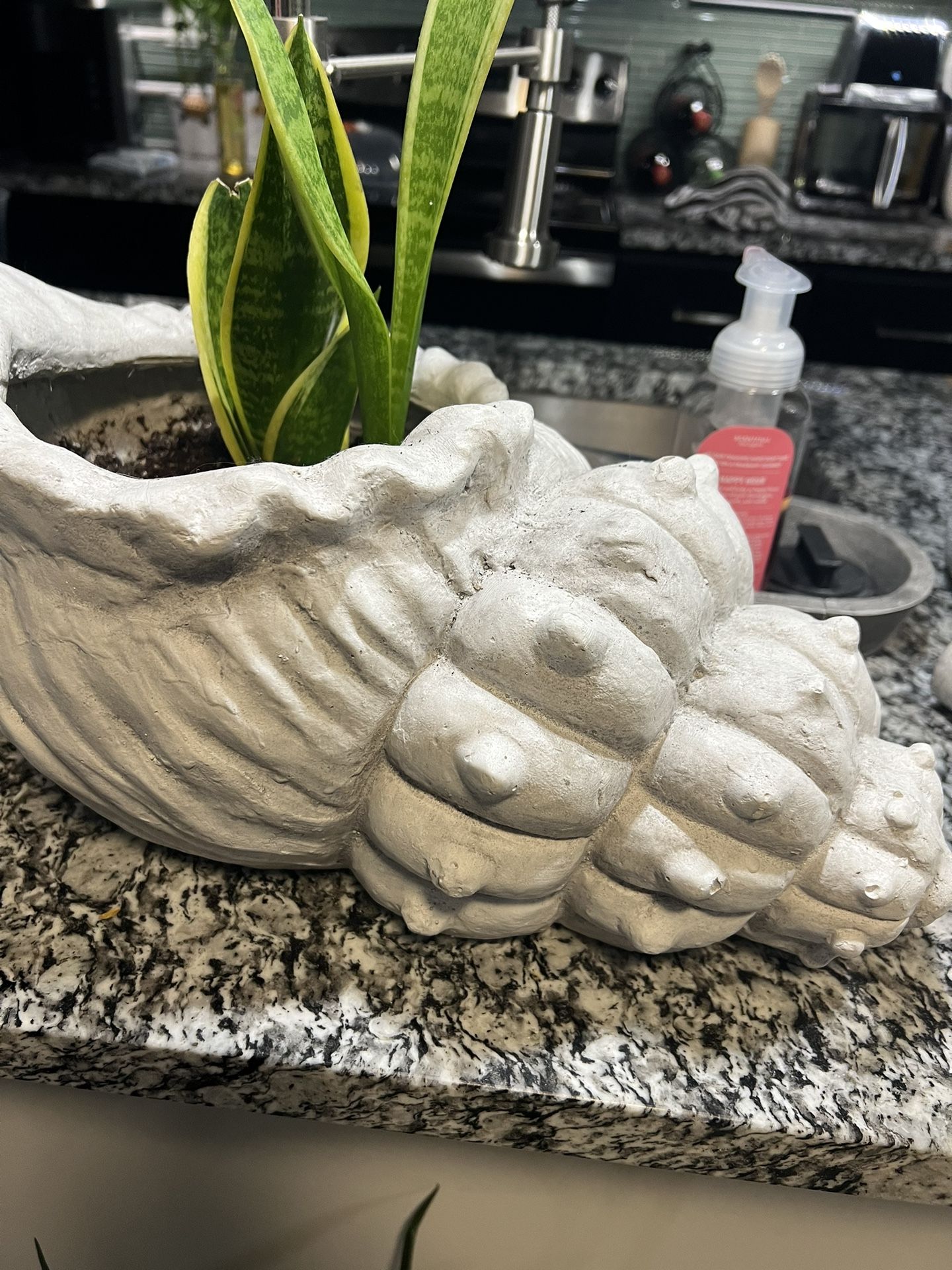 Seashell plant Pot