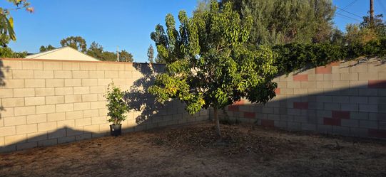 Free white sapote tree