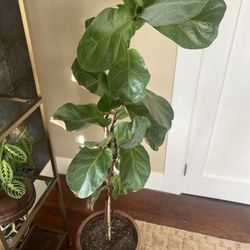 5 feet tall fiddle fig plant and ceramic pot