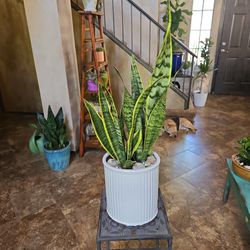 Sansevieria Snake Plants In 10in Ceramic Pot With Shells And Stones