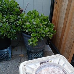 Large And Healthy Jade Plant in Whiskey Barrell