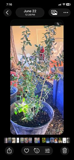 almost safe foot tall multiple trunk $35 each Olive trees almost safe foot tall multiple trunk $35 each