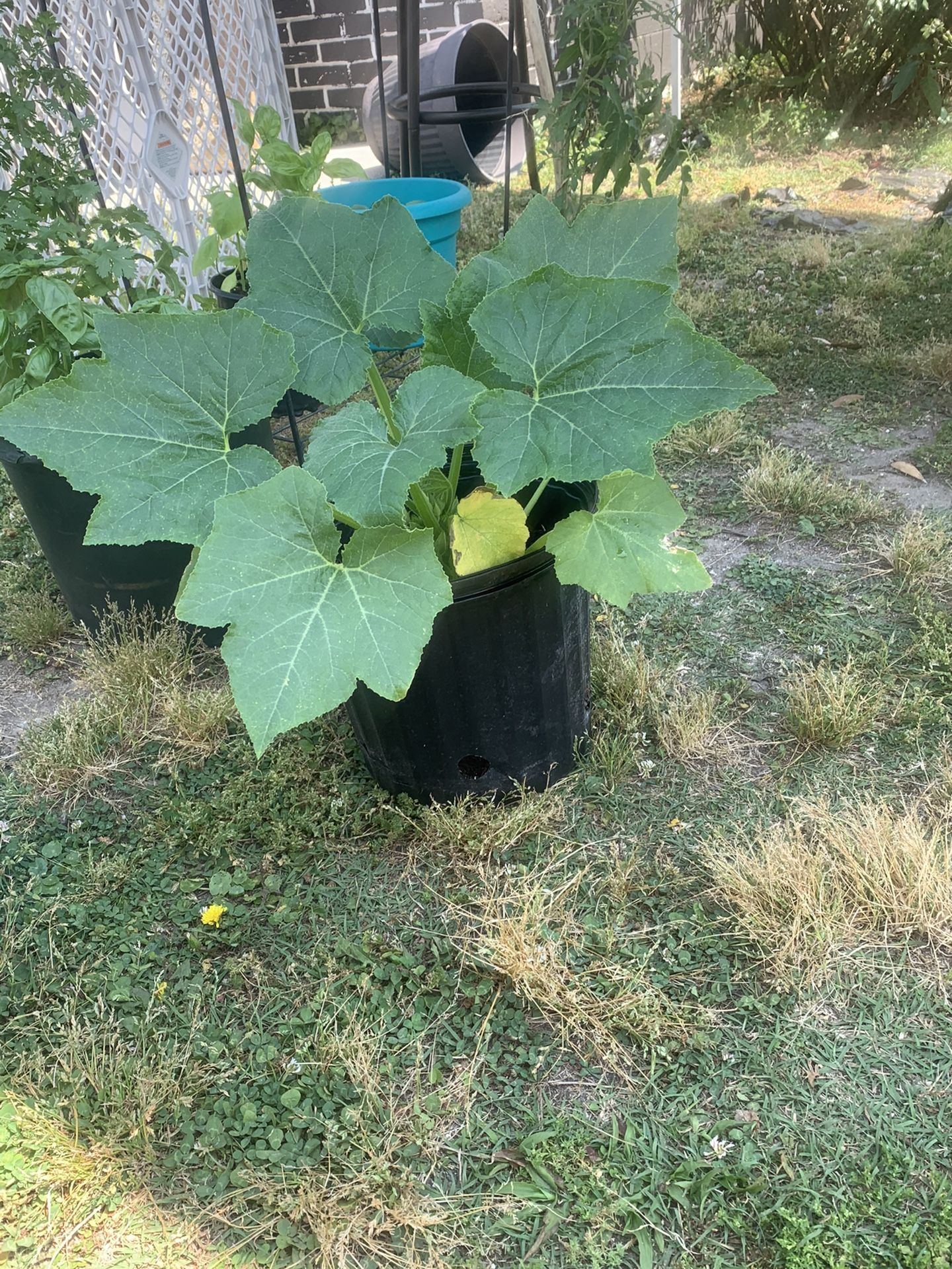 Vegetable Plants 