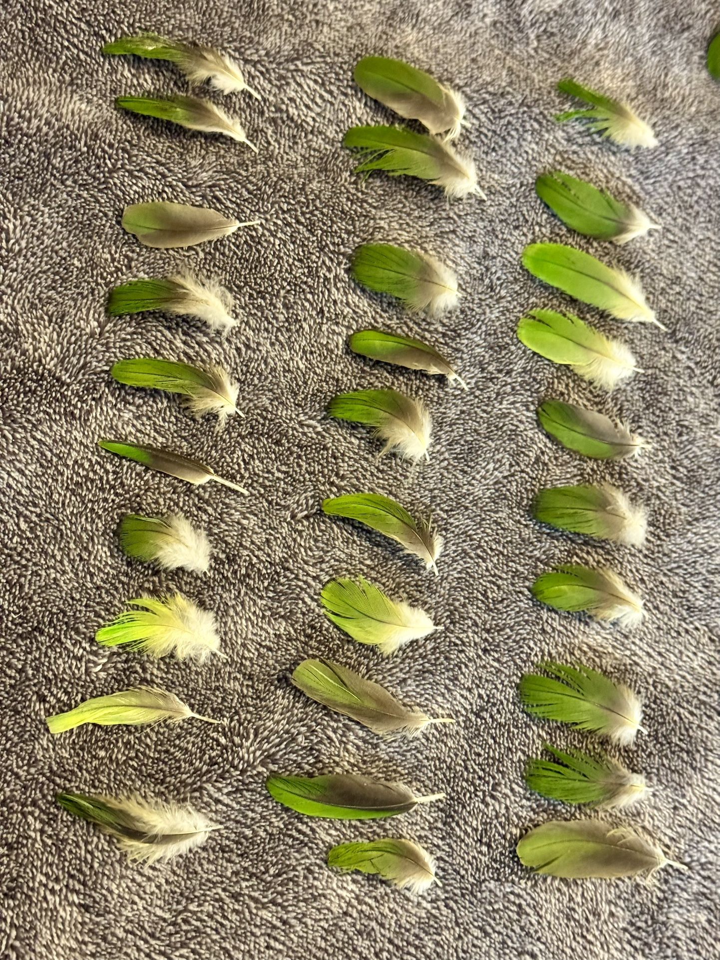  I am selling.  30 Small pieces of green Amazon parrot feathers,