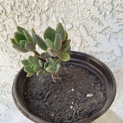 6 Inch Pot Succulent Plant - Rare Graptoveria  Rezry - Rooted & Stablished Plant - Drought Resistant 🪴 