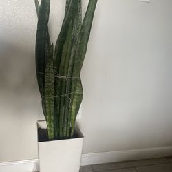 Snake Dark Green Plant/ Sansevieria 