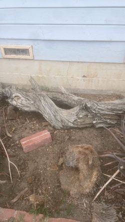 Large Natural Driftwood Log Piece