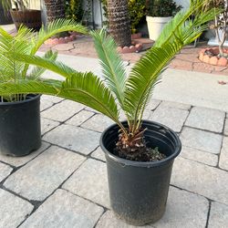 Sago palms