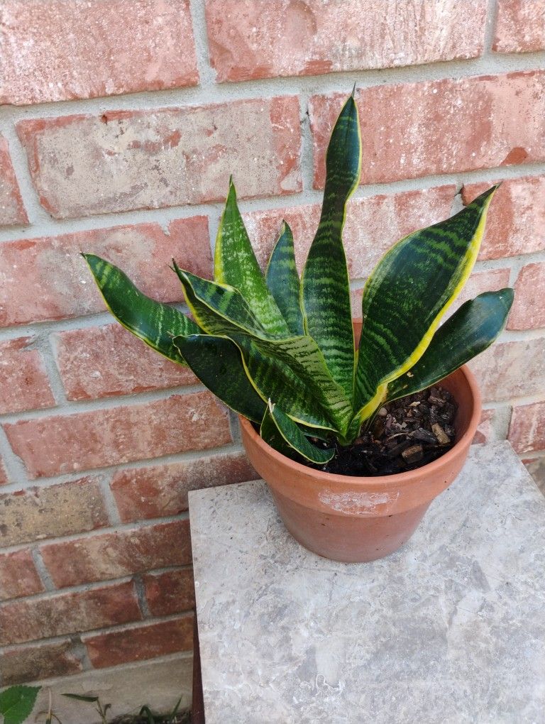 Sneak Plant