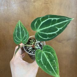 faux elephant ear plant Alocasia Potted 42"