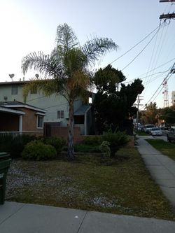 Keen Palm Tree 10 Ft
