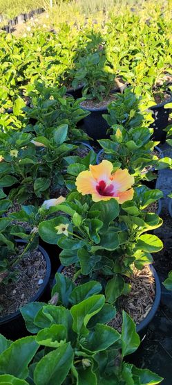 Hibiscus
