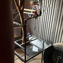 Bird Stand 