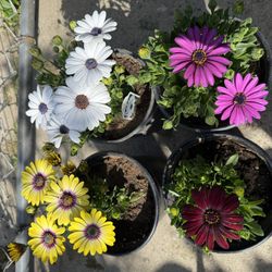 Flower Plant 