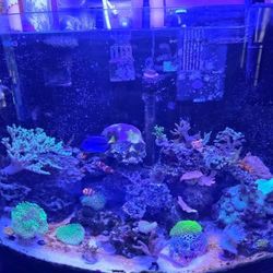 36 Gallon Reef Tank