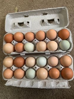 Fresh eggs
