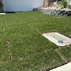 Sod Fescue 