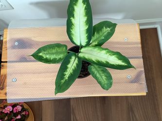 Dumb Cane (Dieffenbachia) – Compact & Full