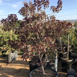 Euphorbia Caribbean Copper Tree