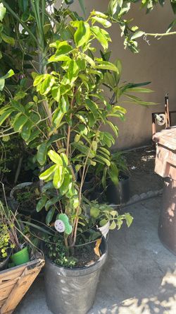 Guanabana Tree