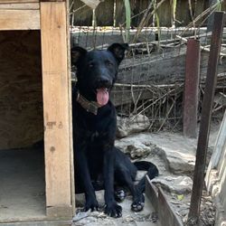 Dog House