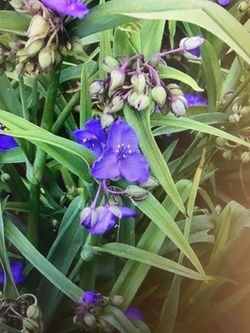 Spiderwort / Tradescantia , Purple,Perennial Plants 3 Gallon Murrieta