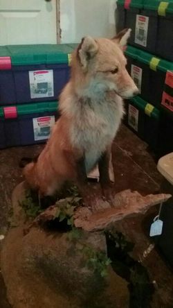 Red fox full mount...