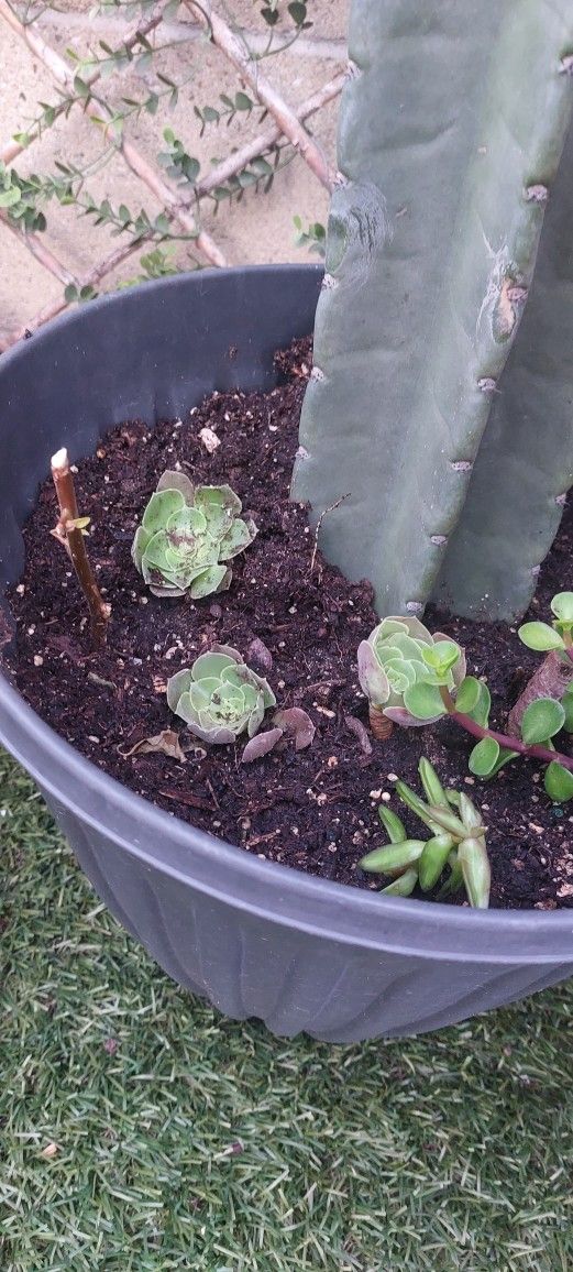 Succulents and Tall Cactus In A Pot Plants