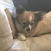 Macie