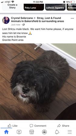 Missing male Shitzu $100 reward if found