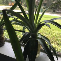 Sweet Pineapple Seedling Plant 1 Gallon