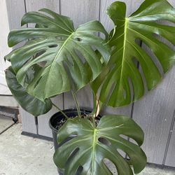 Monstera plant
