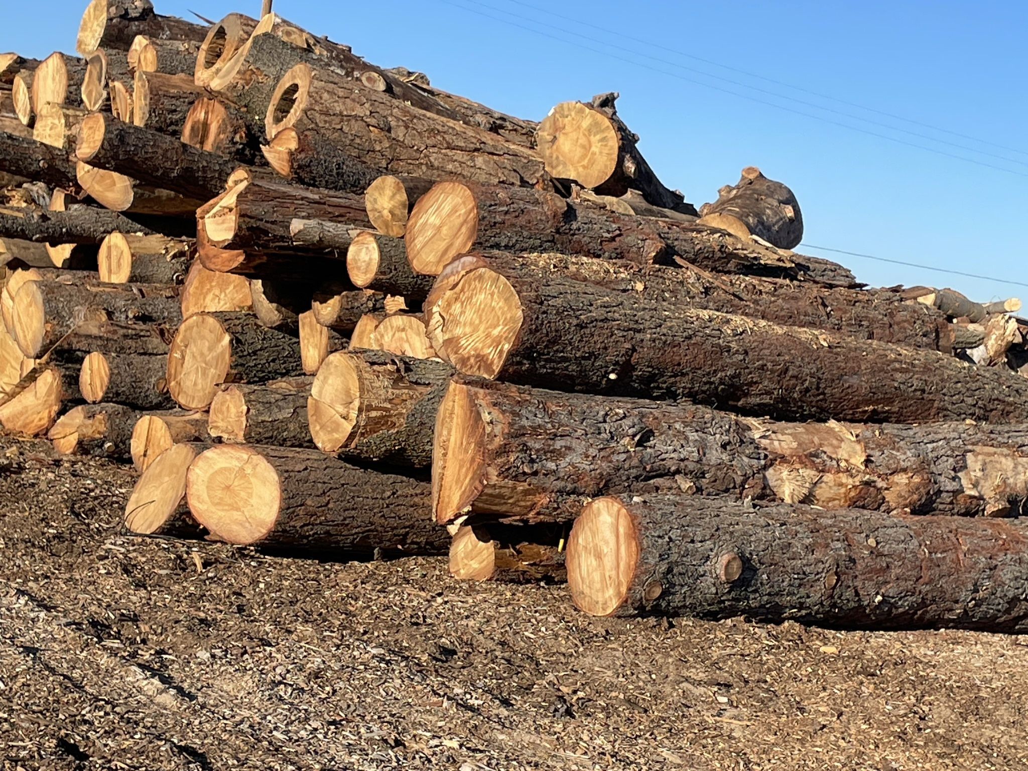 Firewood π₯