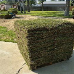 Grass, sod, Zacate
